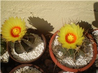 57d5d4c8-Picture 6530.jpg